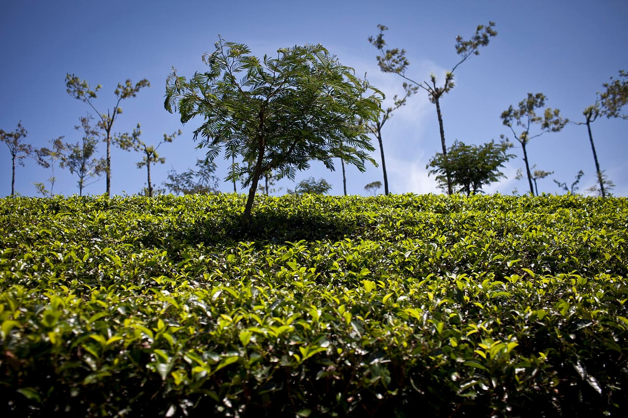 Nuwara Eliya, Sri Lanka - private driver and tour operator