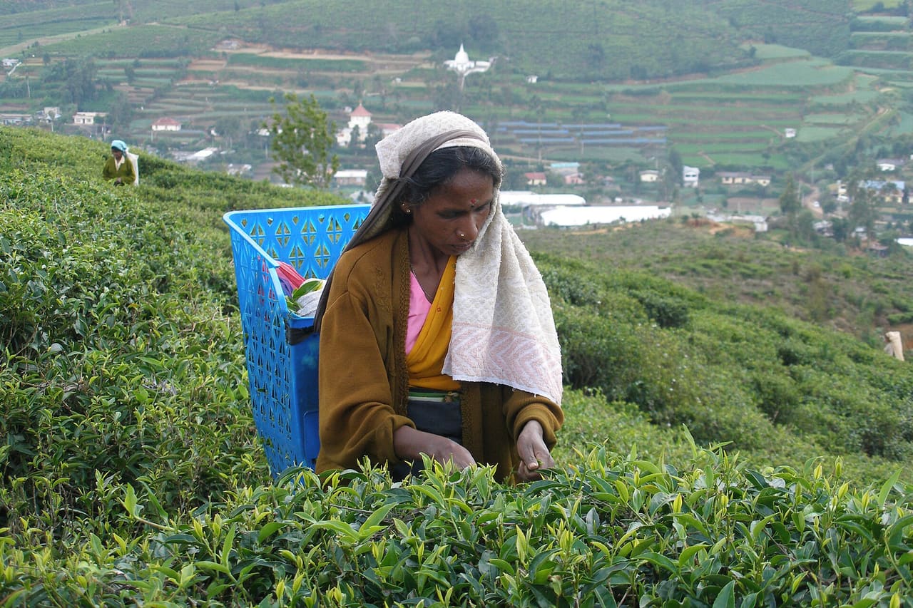 10-Day Explorer - Sri Lanka tour - private driver and tour operator